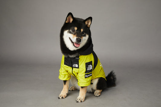 CHAMARRA IMPERMEABLE ROMEVIENTOS THE DOG FACE